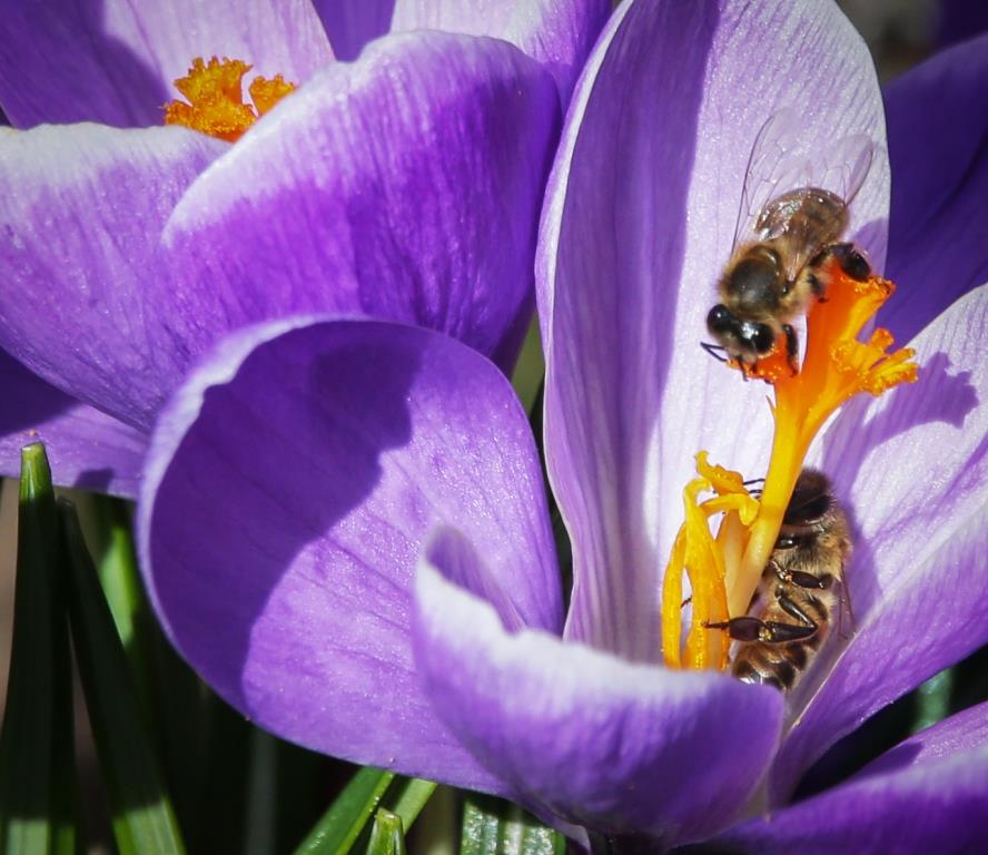 Полосатые выходные: 20 и 21 мая Мосприрода проведёт «Пчелиный фестиваль» - фото 3