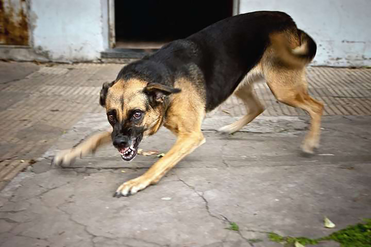 Оренбургский губернатор предложил усыплять бездомных и домашних собак, проявляющих агрессию - фото 1
