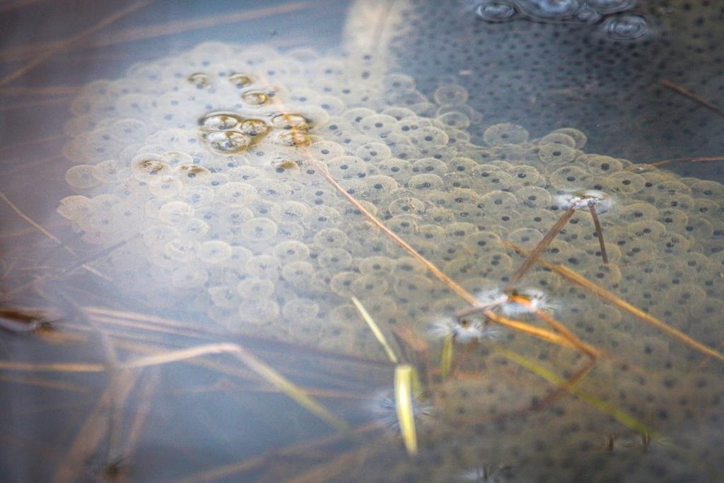 На природных территориях Москвы появились первые головастики травяных лягушек - фото 5