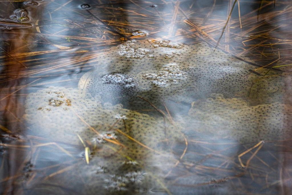 На природных территориях Москвы появились первые головастики травяных лягушек - фото 6