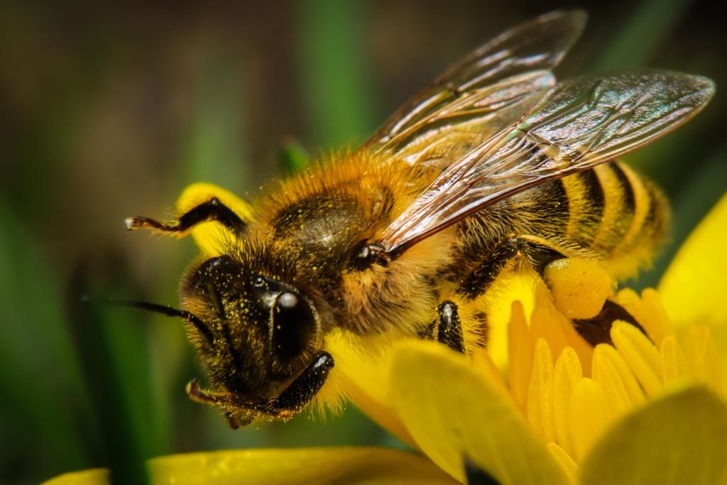 Полосатые выходные: 20 и 21 мая Мосприрода проведёт «Пчелиный фестиваль» - фото 5