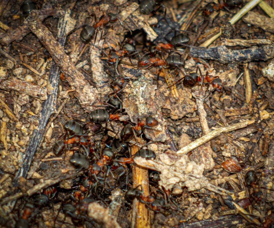 Насекомые-силачи: столичные краснокнижные муравьи начали готовиться к появлению потомства - фото 2