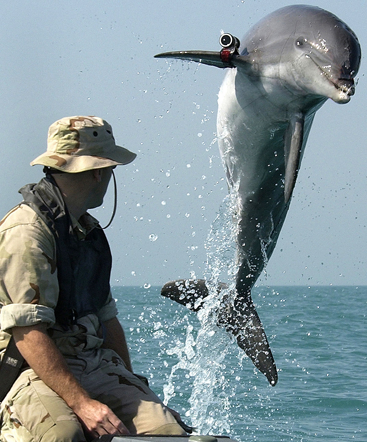 А дельфины мокрые на тебя глядят умными глазами… - фото 2