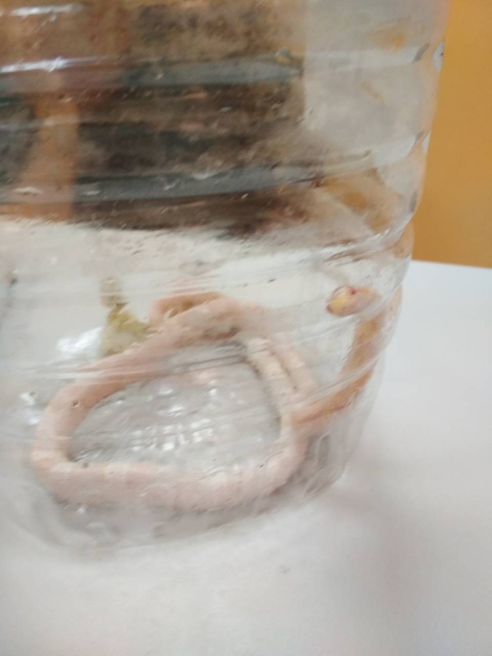В Центр передержки животных забрали змею, найденную в квартире - фото 1