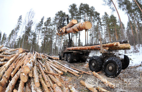 "Китайцы спилили все". Кто на самом деле уничтожает русский лес - фото 3
