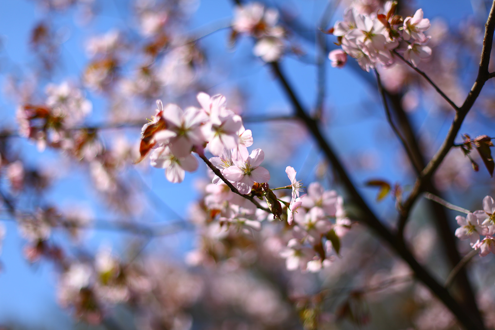 В Бирюлевском дендропарке пройдет праздник цветения сакуры «Ханами» - фото 1