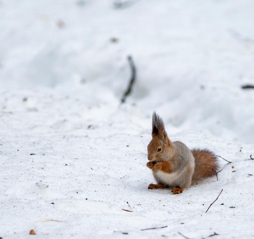 К зиме готовы: специалисты Мосприроды рассказали, как растения и животные встретили низкие морозы - фото 5