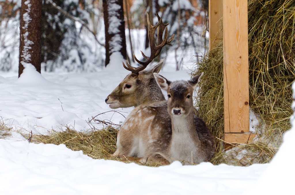 Лани, козы, фазаны: как отмечают Новый год животные в вольерных комплексах   - фото 2