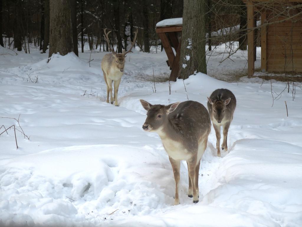 Лани, козы, фазаны: как отмечают Новый год животные в вольерных комплексах   - фото 3