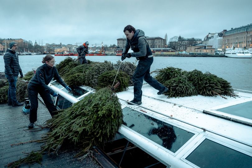 Как используют отслужившие новогодние елки в Швеции - фото 1
