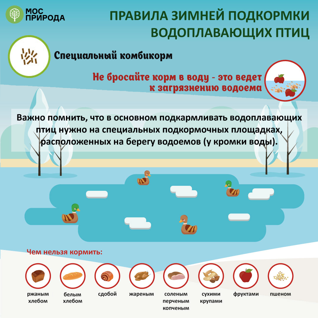 Правила подкормки водоплавающих птиц, зимующих в Москве - фото 1