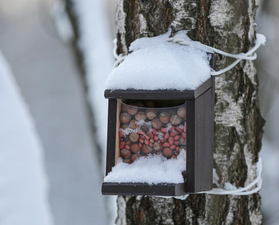 К зиме готовы: специалисты Мосприроды рассказали, как растения и животные встретили низкие морозы - фото 3