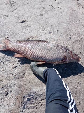 Озвученные версии о массовом заморе рыбы в Курганской области звучат безобидно - фото 6