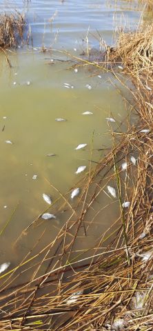 Озвученные версии о массовом заморе рыбы в Курганской области звучат безобидно - фото 4