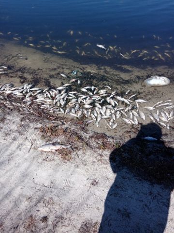 Озвученные версии о массовом заморе рыбы в Курганской области звучат безобидно - фото 7