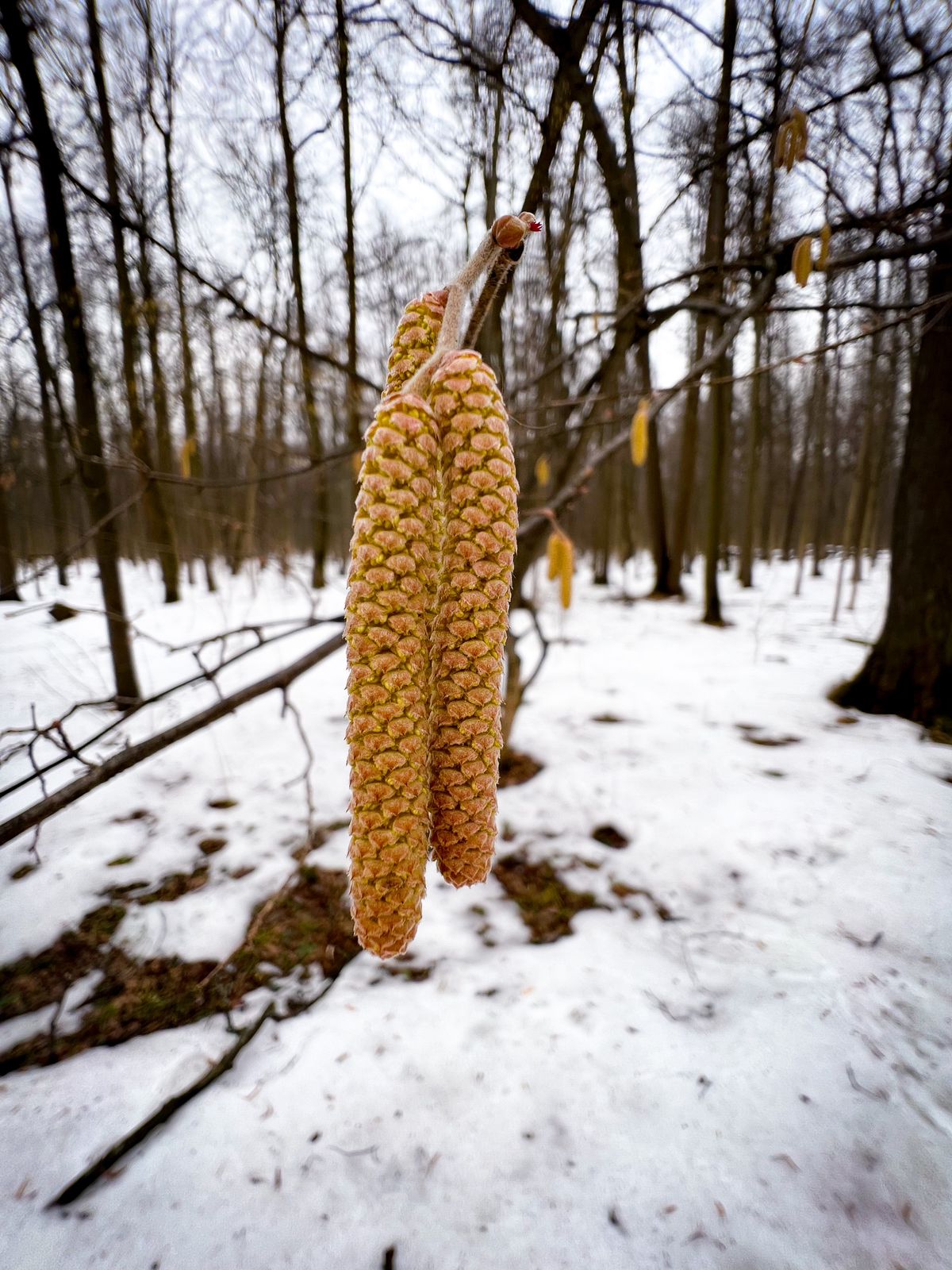 Лещина, ольха и ива: на природных территориях Москвы зацвели деревья - фото 6