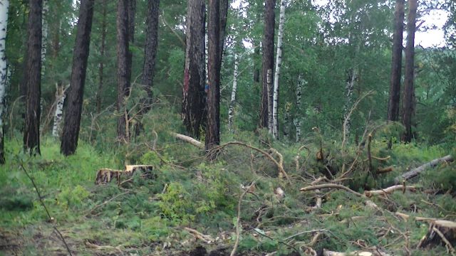 Совет Федерации дал полгода главе Минприроды Дмитрию Кобылкину на решение проблемы с незаконной рубкой леса и поставками его на экспорт - фото 2