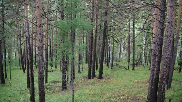 Совет Федерации дал полгода главе Минприроды Дмитрию Кобылкину на решение проблемы с незаконной рубкой леса и поставками его на экспорт - фото 6