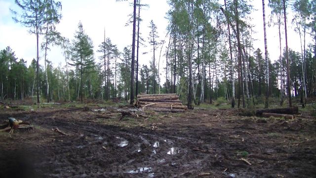 Совет Федерации дал полгода главе Минприроды Дмитрию Кобылкину на решение проблемы с незаконной рубкой леса и поставками его на экспорт - фото 8