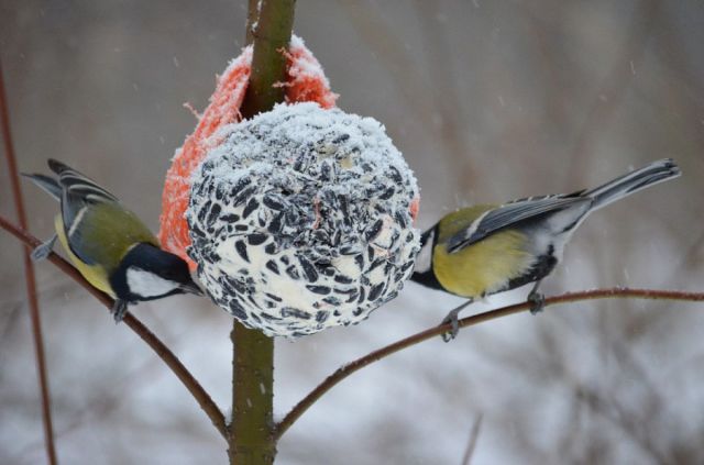 Покормите птиц зимой - фото 1