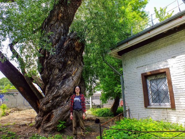 Старейшее дерево в Нижнем Новгороде внесено в Национальный реестр - фото 1