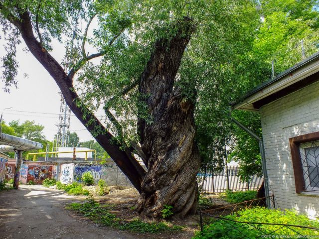 Старейшее дерево в Нижнем Новгороде внесено в Национальный реестр - фото 4