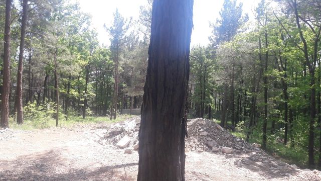 Евгений Витишко: продолжается захват леса на мысе Кадош... - фото 2