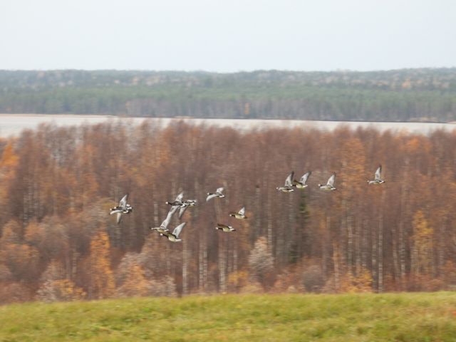 В Кенозерском национальном парке и в «Онежском Поморье» насчитано около 1600 птиц для проекта Eurobirdwatch - фото 4