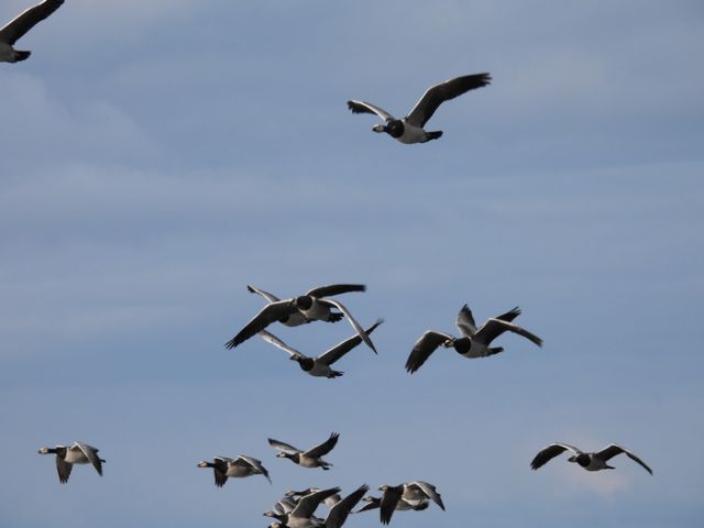 В Кенозерском национальном парке и в «Онежском Поморье» насчитано около 1600 птиц для проекта Eurobirdwatch - фото 6