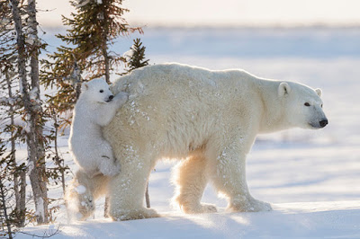 Международный день полярного медведя - фото 9
