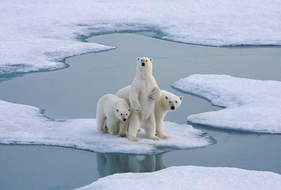 Международный день полярного медведя - фото 12