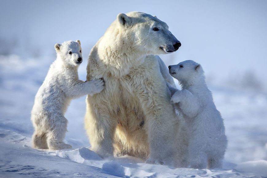 Международный день полярного медведя - фото 3