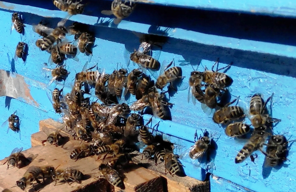 Московские пчелы открывают сезон   - фото 2