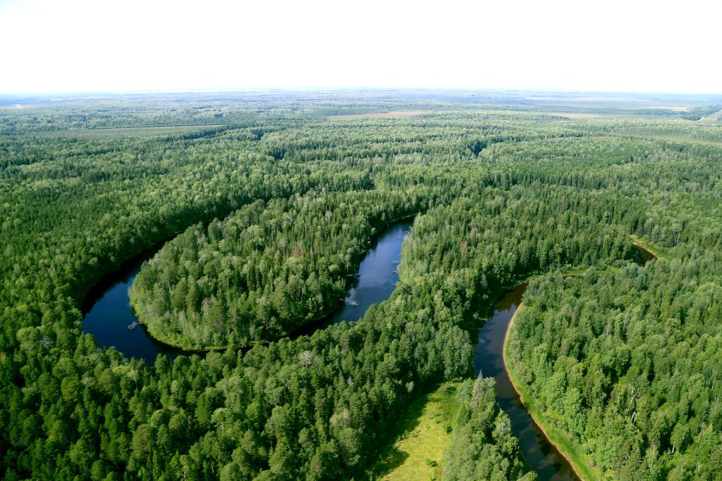 Общества Группы НК «Роснефть» в 2018 году высадили 1 млн саженцев в рамках мероприятий по сохранению лесов - фото 2