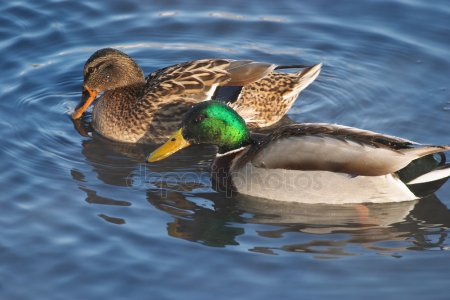 depositphotos 28217383-stock-photo-couple-of-ducks