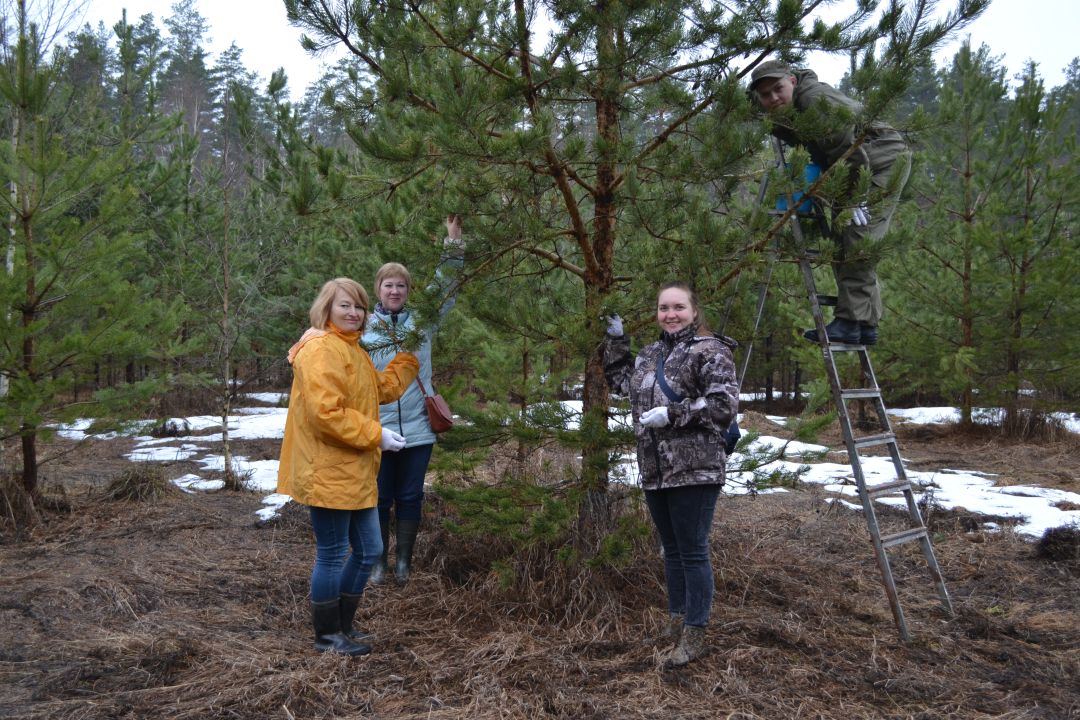 Владимирские специалисты лесного хозяйства провели традиционную акцию «Все начинается с семени!» - фото 5
