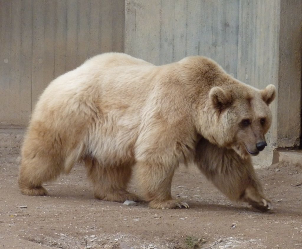 Международный день полярного медведя - фото 4