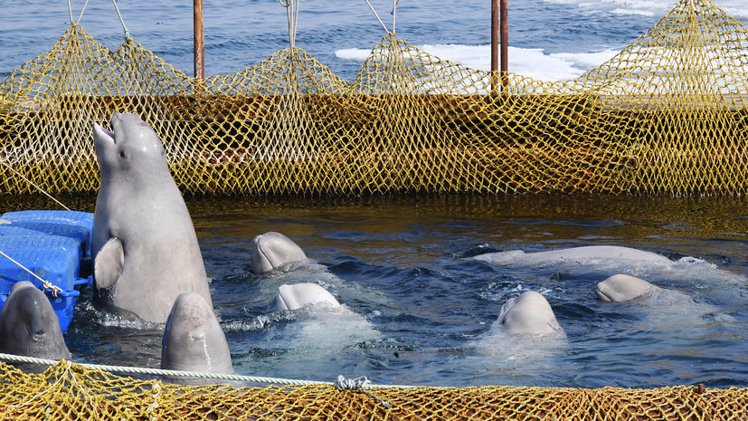«Ситуация не разрешена»: администрация президента РФ вмешалась и проконтролирует освобождение животных из «китовых тюрем» - фото 1