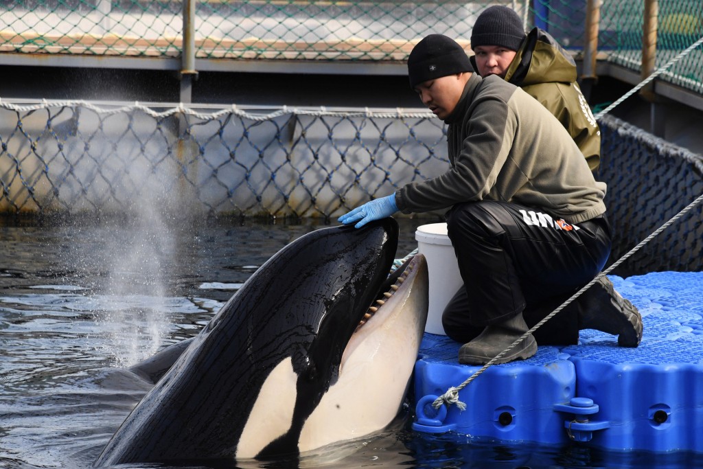 «Ситуация не разрешена»: администрация президента РФ вмешалась и проконтролирует освобождение животных из «китовых тюрем» - фото 2