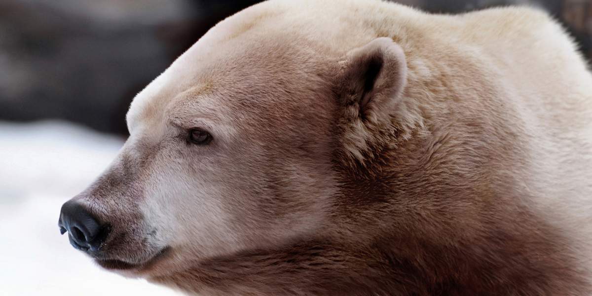 Международный день полярного медведя - фото 5