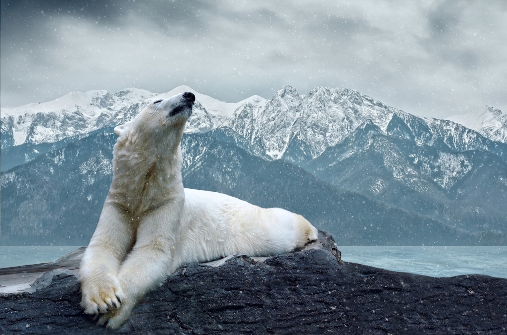 Международный день полярного медведя - фото 13