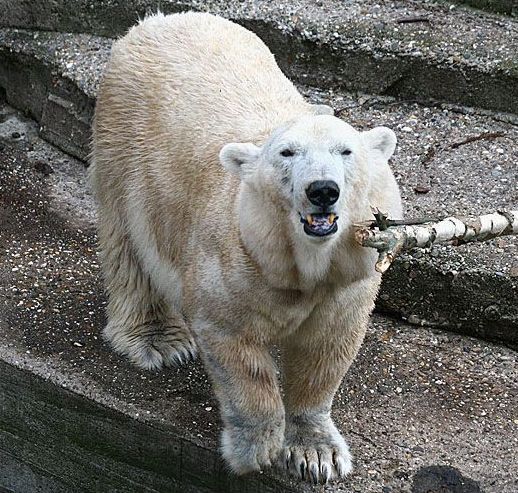 Международный день полярного медведя - фото 6