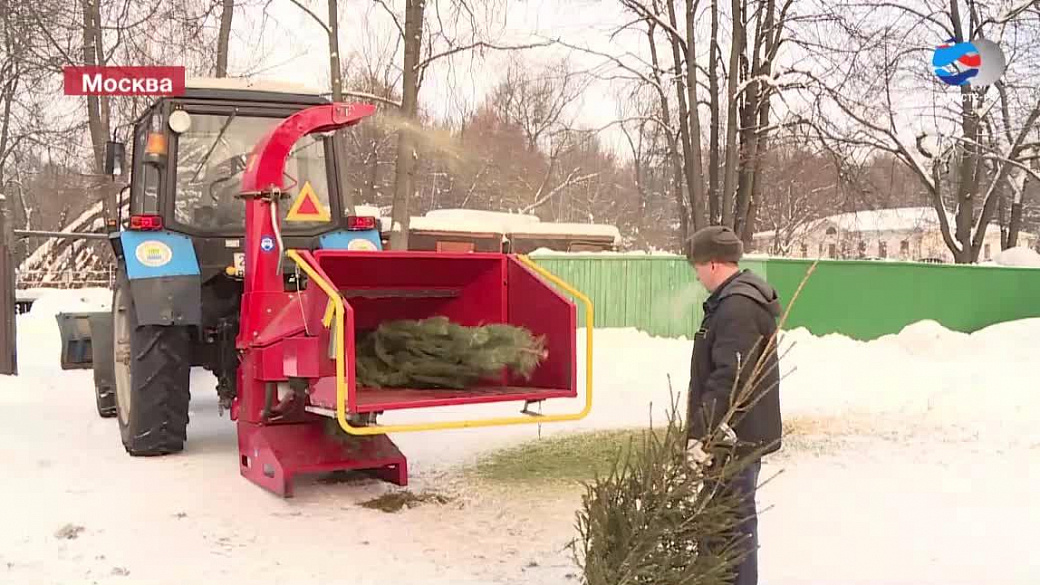 Через неделю заканчивается срок приема новогодних елок.  По акции «елочный круговорот» уже переработано более 22 тысяч елок - фото 1