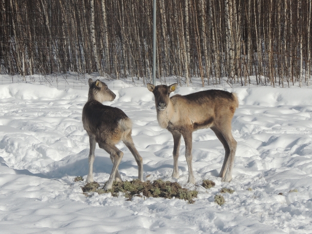 Две оленухи привезены в Керженский заповедник из зоопитомника Московского зоопарка  - фото 3