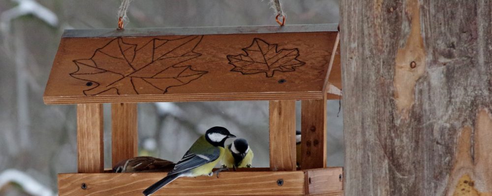 Подведены итоги экологического конкурса «Покормите птиц зимой» - фото 1