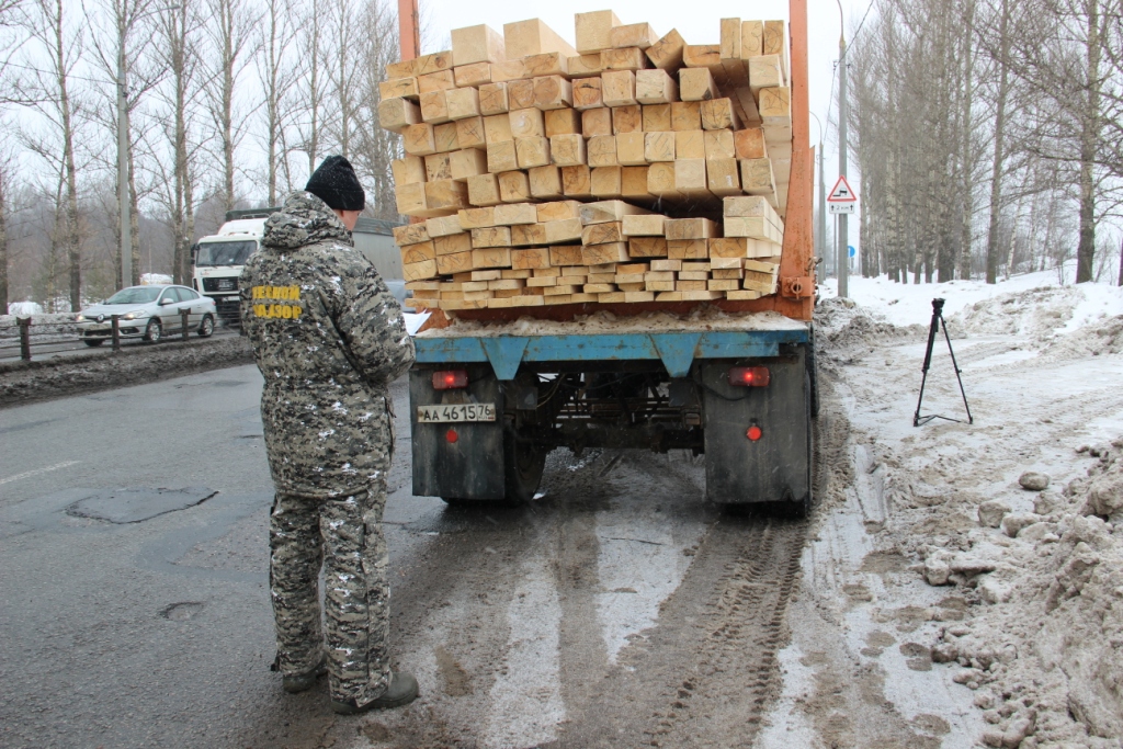 24 миллиона рублей штрафов наложено за нарушение лесного законодательства в Ярославской области - фото 1