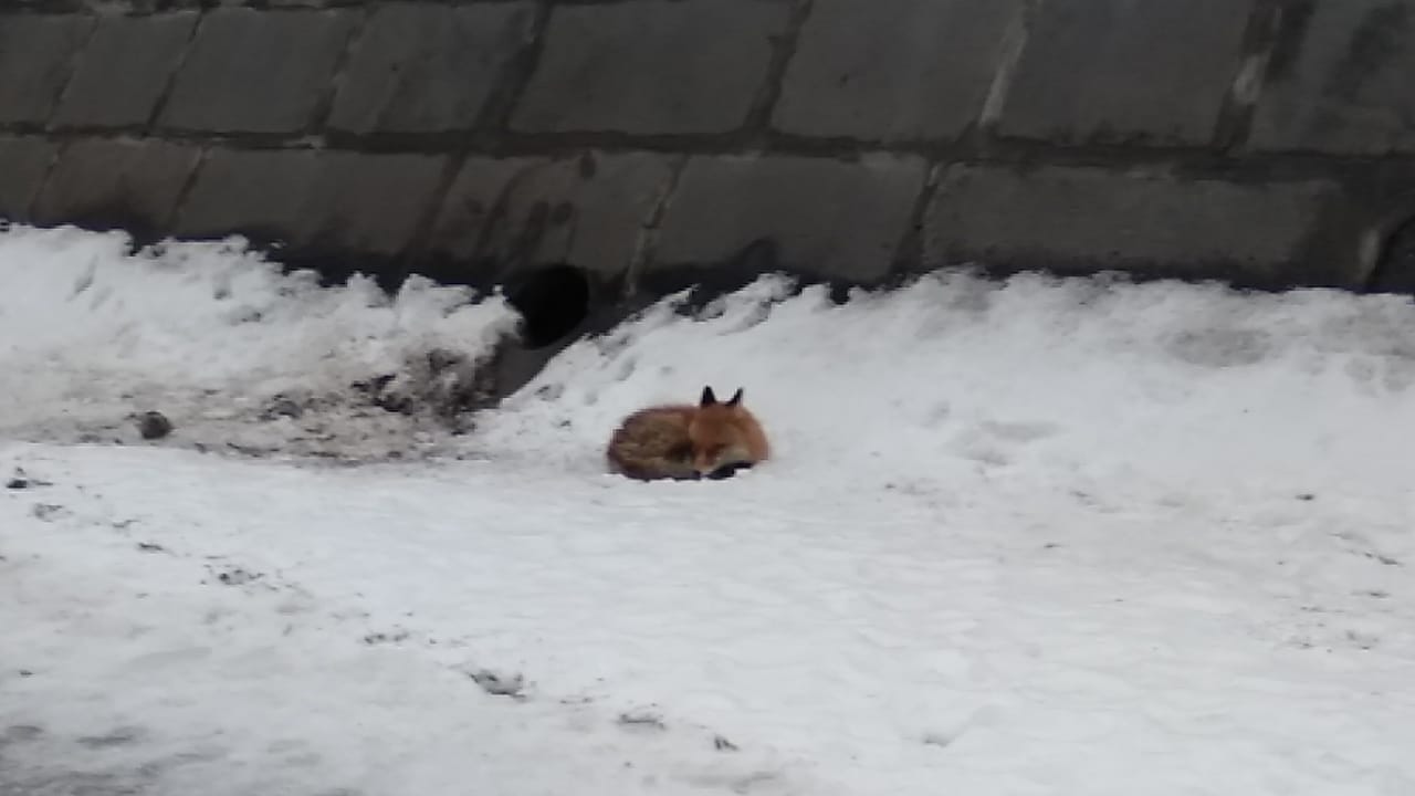 Лису, найденную на льдине на Москве-реке, отправили в Центр передержки животных - фото 1