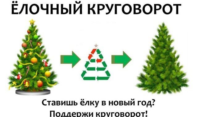 Через неделю заканчивается срок приема новогодних елок.  По акции «елочный круговорот» уже переработано более 22 тысяч елок - фото 2