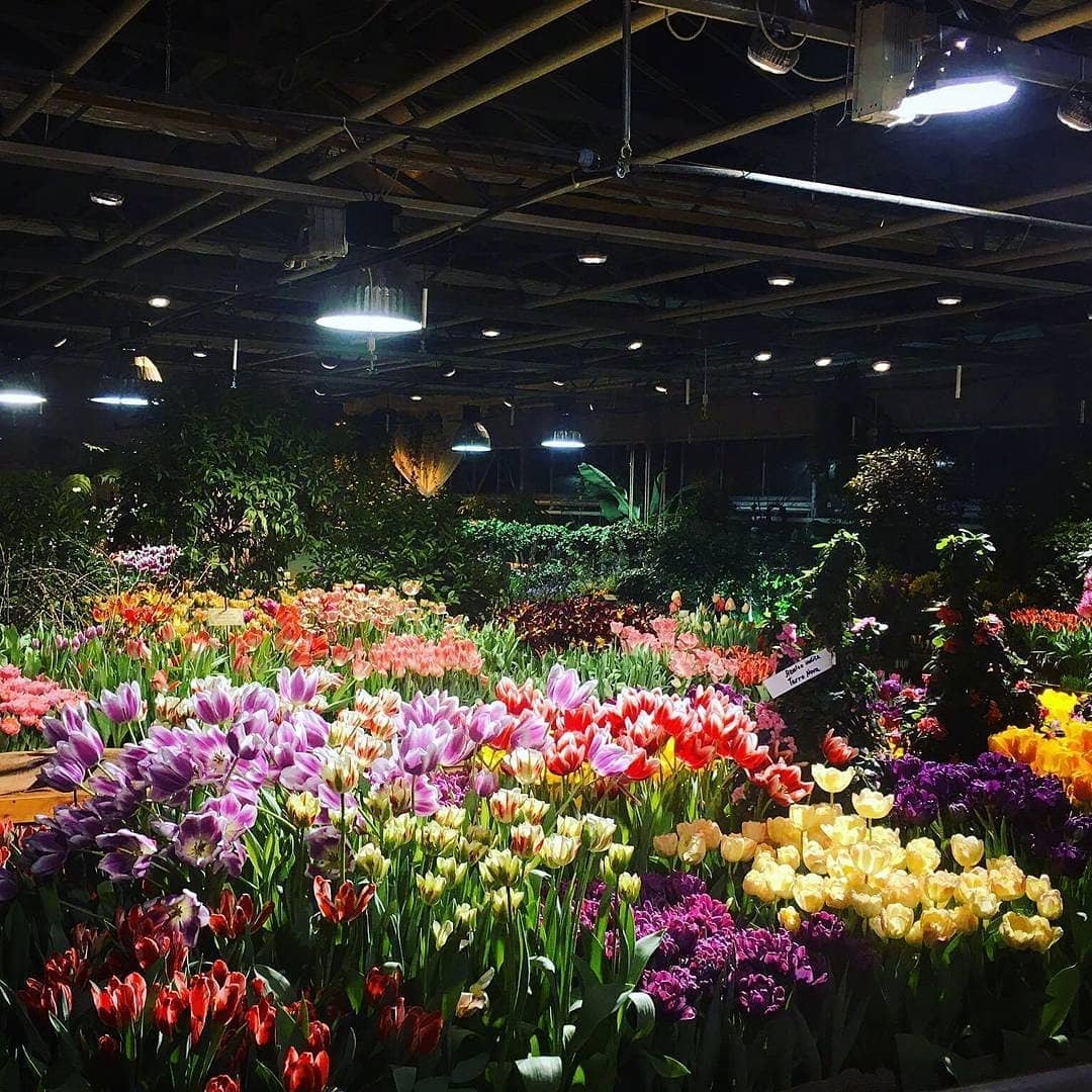 Ночные экскурсии по тропикам и тюльпанам — с 28 февраля в "Аптекарском огороде" - фото 1
