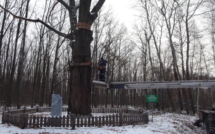 Как заботятся о деревьях – памятниках живой природы на территории Белгородской области - фото 1